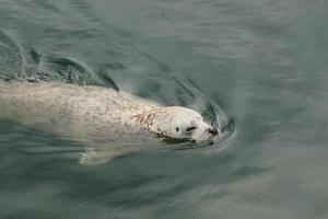 wild grijs zegels halichoerus grypus Aan de Duitse noorden zee kust foto