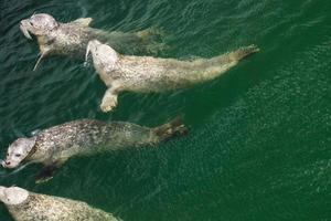 wild grijs zegels halichoerus grypus Aan de Duitse noorden zee kust foto