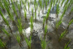 groen terrasvormig rijst- veld- in vader pong pieng , mae chaem, Chiang mei, Thailand foto