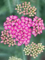 de roze bloei van een duizendblad, Achillea millefolium, gezien van bovenstaande. foto