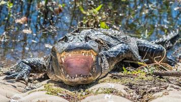 op zoek in de gapend mond van een Amerikaans alligator. foto