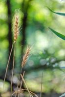 wild gras gras groeit in een Woud opruimen. foto