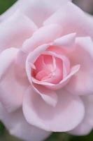 detailopname van een mooi pale roze roos bloesem. foto