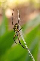 argiope aurantia spin zittend in haar web. foto