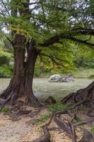 kaal cipres bomen Bij de rand van een door de regen gezwollen rivier. foto