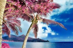 magisch fantasie infrarood schoten van palm bomen Aan de Seychellen eilanden foto