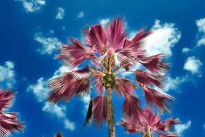 magisch fantasie infrarood schoten van palm bomen Aan de Seychellen eilanden foto