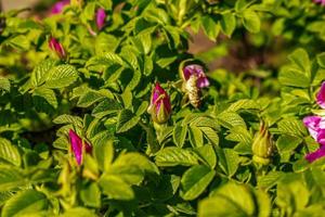 groot helder bloemen en bloemknoppen van de mei wild roos Aan een struik foto