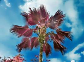 magisch fantasie infrarood schoten van palm bomen Aan de Seychellen eilanden foto