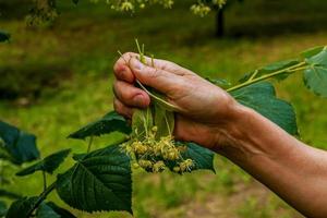 handen van een oud vrouw plukken genezing linde bloemen. plukken mooi linde bloemen Aan een helder voorjaar dag foto