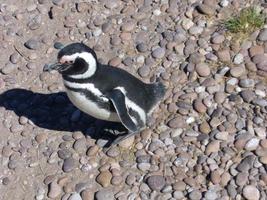 magelhaen pinguïn of spheniscus magellanicus, in de wild foto