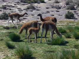 guanaco, lama guanicoe, in de wild in Patagonië foto