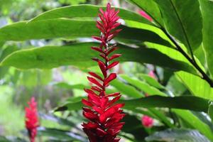 kleurrijk macro schoten van bloemen Aan de Seychellen eiland. foto