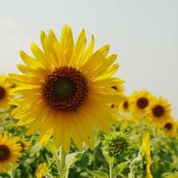 zonnebloemvelden bloeien op het zomerse platteland. foto