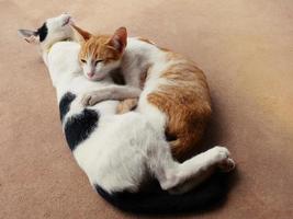 schattig katten knuffel shows warmte, intimiteit, vertrouwen, vrolijkheid. foto
