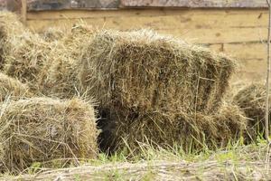 hooi Aan de boerderij. schoven van hooi verzameld in een rooster. foto