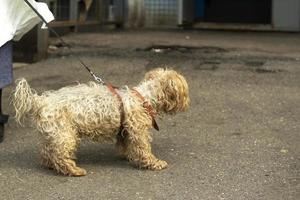 een klein ras hond Aan een riem. een dier Aan een wandelen. foto