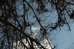 takken van de boom zonder bladeren. een droog boom tegen de lucht. foto