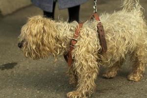 een klein ras hond Aan een riem. een dier Aan een wandelen. foto