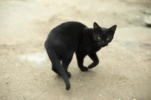 een zwart kat Aan de straat. een verdwaald kat Aan de stoep. foto