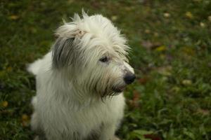 hond Aan de straat. een hond met dik haar. foto