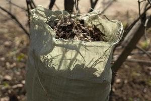 schoonmaak bladeren in de tuin. verzameling van bladeren in herfst in Moskou foto