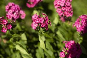 roze bloemen in de tuin. planten in zomer. foto