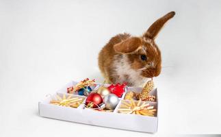 een klein bruin konijn met wit vlekken is zittend in de buurt een doos met Kerstmis speelgoed. de concept van de nieuw jaar Bij pasen.schattig huisdier foto