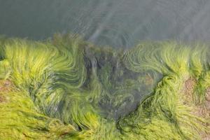 detailopname Aan de achtergrond van groen algen. groen algen in zeewater foto