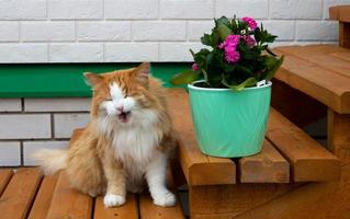 een schattig rood kat is zittend Aan de houten stappen De volgende naar een bloem pot. de pluizig huisdier gaapt . een knus huis met sappig planten. foto