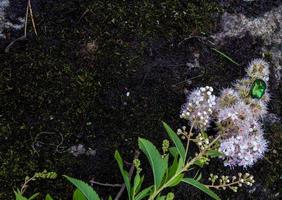 roos chafer - cetonia aurata - Aan bloemen van spirea bumalda foto