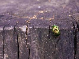 kever groen roos chafer zit Aan een stomp oftewel cetonia aurata foto