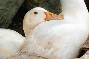 kudde van wit huiselijk ganzen. boerderij eend voeden foto