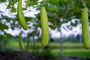 kalebas lagenaria sacraria fruit van groente tuin. plaatselijk bekend net zo fles kalebas, wit gebloeid kalebas, lang meloen, nieuw Guinea Boon Tasmanië Boon. Bijsnijden geplant en gecultiveerd Bij boerderij foto