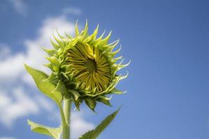 zonnebloem met blauwe hemel foto