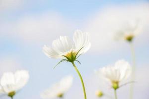 wit kosmos bloem met blauw lucht foto