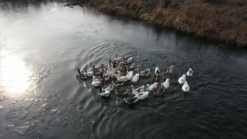 ganzen in water, zwemmen Aan de rivier, zonnig dag foto