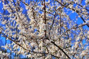 prachtige kersen- en pruimenbomen in bloei tijdens de lente met kleurrijke bloemen foto