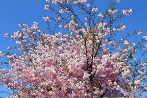 prachtige kersen- en pruimenbomen in bloei tijdens de lente met kleurrijke bloemen foto