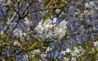 prachtige kersen- en pruimenbomen in bloei tijdens de lente met kleurrijke bloemen foto