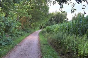 mooi visie Aan platteland wegen met velden en bomen in noordelijk Europa foto