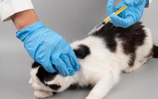 dierenarts behandelt een ziek katje door maken een injectie met een spuit, concept huisdier behandeling foto