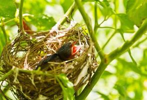 baby roodborstjes in een nest foto