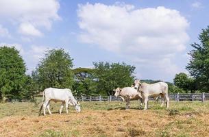 koe die op de boerderij staat foto