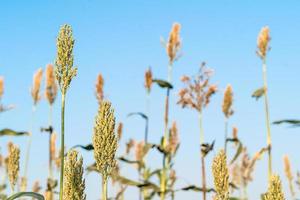 sorghum in veldagent blauwe lucht foto