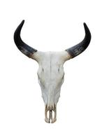 buffelschedel op wit foto