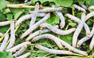 zijde worm aan het eten moerbei blad foto