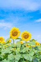 zonnebloem bloeiend in veld- foto
