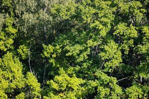 visie van groen gebladerte van eik boom Aan zonnig dag foto