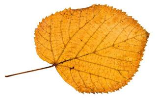 terug kant van gedaald herfst blad van linde boom foto